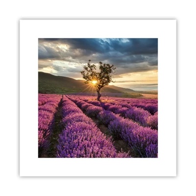Affiche - Poster - Arôme de couleur lilas - 30x30 cm