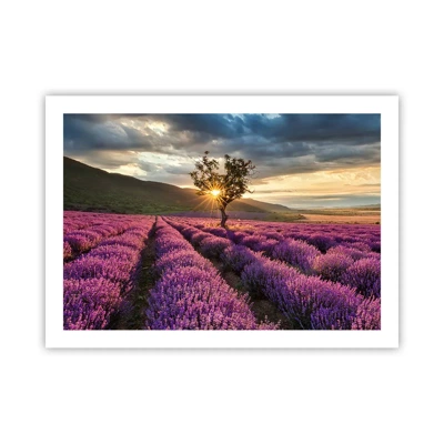 Affiche - Poster - Arôme de couleur lilas - 70x50 cm