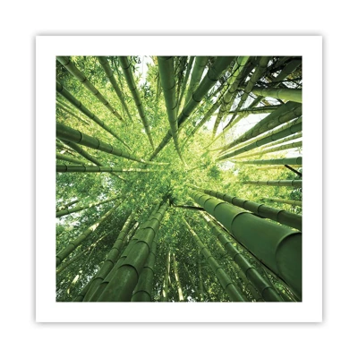Affiche - Poster - Dans une bambouseraie - 50x50 cm
