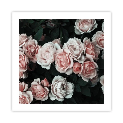 Affiche - Poster - Ensemble de rose - 50x50 cm