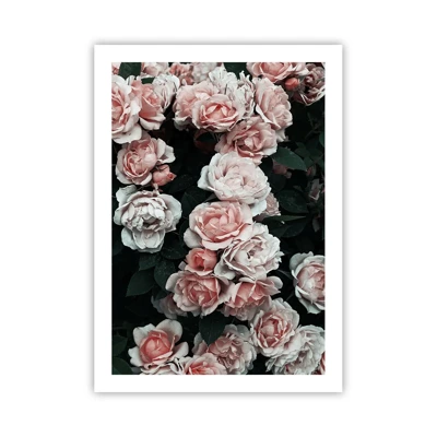 Affiche - Poster - Ensemble de rose - 50x70 cm