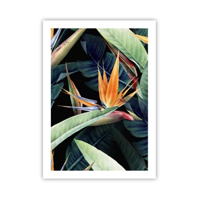 Affiche - Poster - Fleurs flamboyantes des tropiques - 50x70 cm