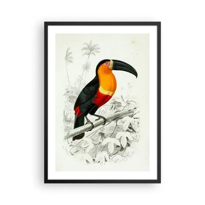 Affiche dans un cadre noir - Poster - Couleurs des oiseaux - 50x70 cm