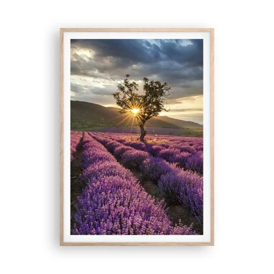 Affiche dans un chêne clair - Poster - Arôme de couleur lilas - 70x100 cm