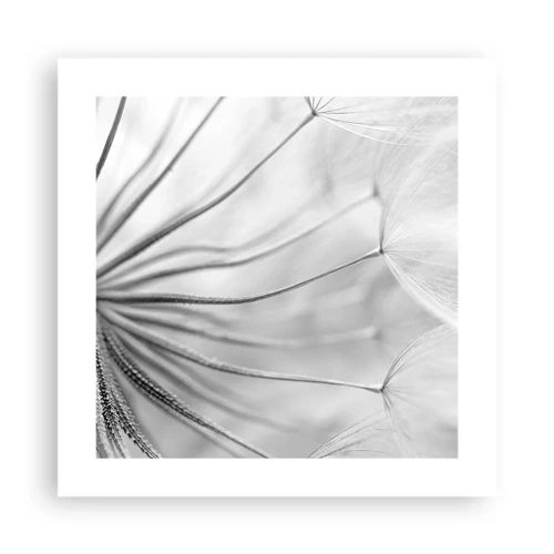 Affiche - Poster - Aigrette avant son envol - 40x40 cm