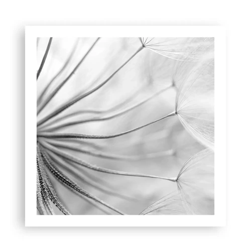 Affiche - Poster - Aigrette avant son envol - 60x60 cm