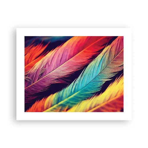 Affiche - Poster - Arc-en-ciel de plumes - 50x40 cm