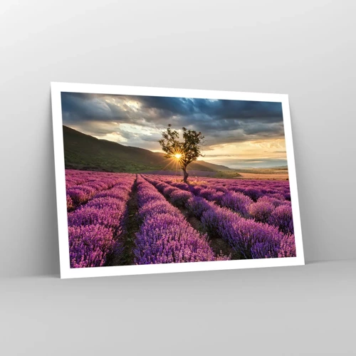 Affiche - Poster - Arôme de couleur lilas - 100x70 cm