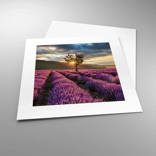 Affiche - Poster - Arôme de couleur lilas - 30x30 cm