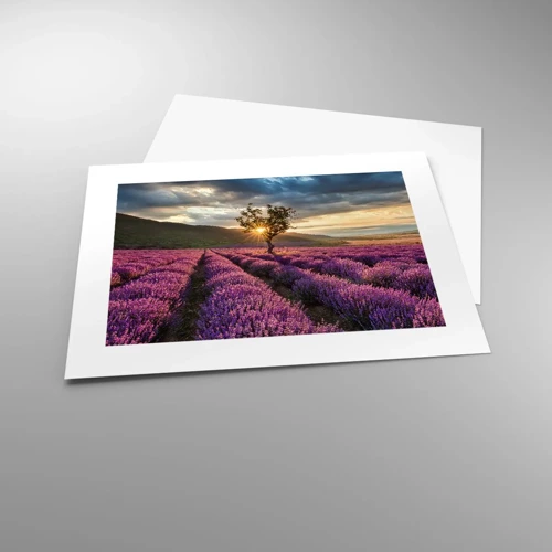 Affiche - Poster - Arôme de couleur lilas - 40x30 cm