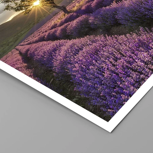 Affiche - Poster - Arôme de couleur lilas - 70x50 cm