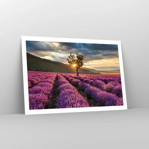 Affiche - Poster - Arôme de couleur lilas - 91x61 cm