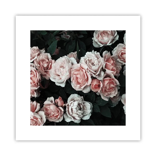 Affiche - Poster - Ensemble de rose - 30x30 cm