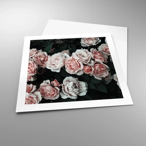 Affiche - Poster - Ensemble de rose - 50x50 cm