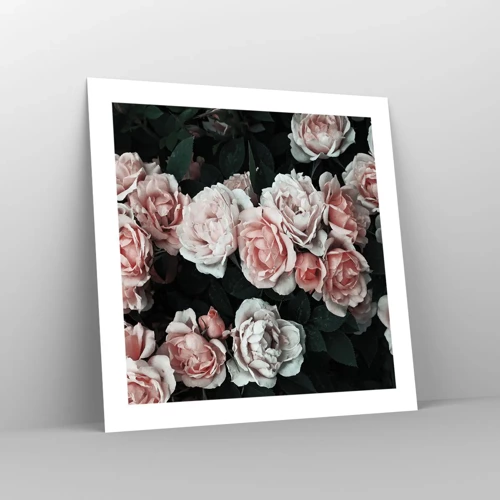 Affiche - Poster - Ensemble de rose - 50x50 cm