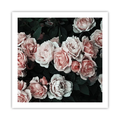 Affiche - Poster - Ensemble de rose - 60x60 cm