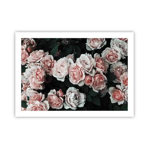 Affiche - Poster - Ensemble de rose - 70x50 cm