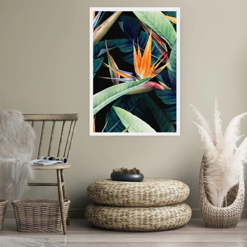 Affiche - Poster - Fleurs flamboyantes des tropiques - 40x50 cm