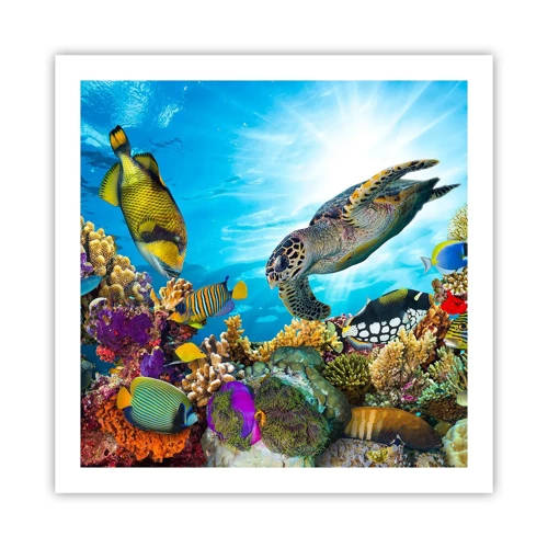 Affiche - Poster - Promenade de corail - 60x60 cm