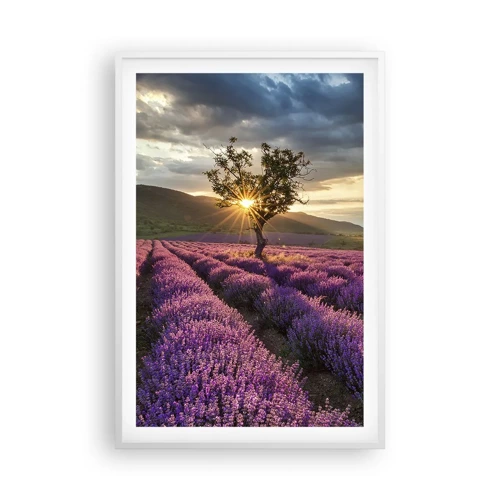 Affiche dans un cadre blanc - Poster - Arôme de couleur lilas - 61x91 cm
