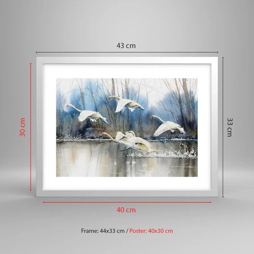 Affiche dans un cadre blanc - Poster - Comme dans un conte de fées sur les cygnes sauvages - 40x30 cm