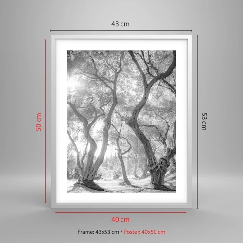 Affiche dans un cadre blanc - Poster - Dans l'oliveraie - 40x50 cm
