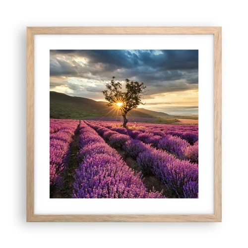 Affiche dans un chêne clair - Poster - Arôme de couleur lilas - 40x40 cm