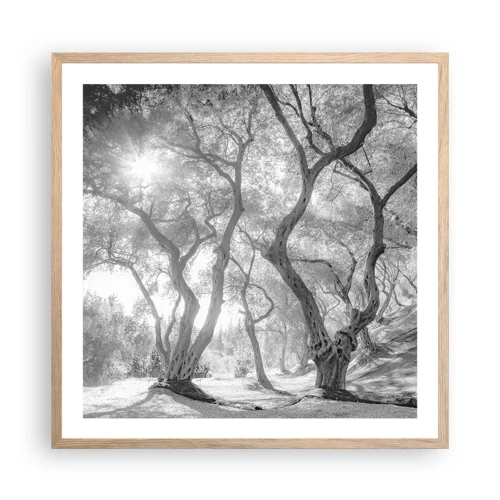 Affiche dans un chêne clair - Poster - Dans l'oliveraie - 60x60 cm