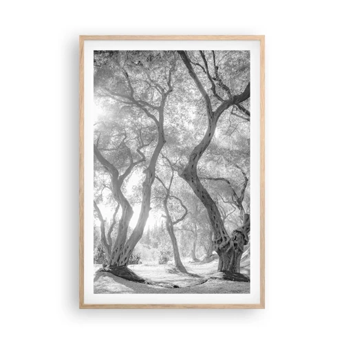 Affiche dans un chêne clair - Poster - Dans l'oliveraie - 61x91 cm