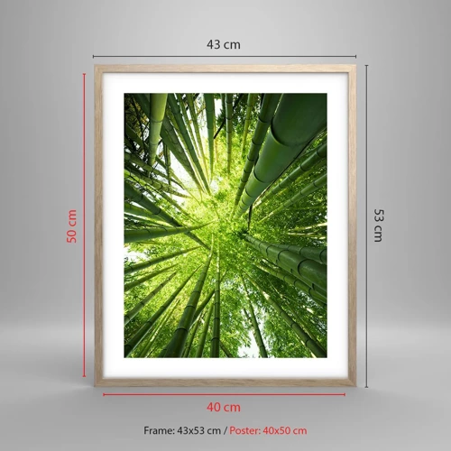 Affiche dans un chêne clair - Poster - Dans une bambouseraie - 40x50 cm