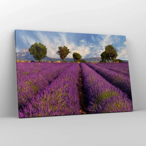 Impression sur toile - Image sur toile - Champs de lavande - 120x80 cm