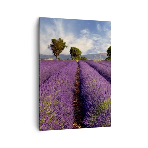 Impression sur toile - Image sur toile - Champs de lavande - 50x70 cm