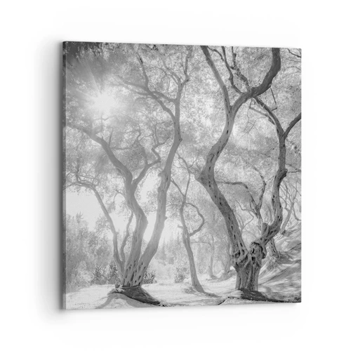 Impression sur toile - Image sur toile - Dans l'oliveraie - 70x70 cm