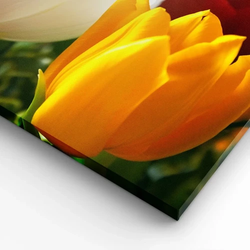 Impression sur toile - Image sur toile - La fièvre des tulipes - 50x70 cm