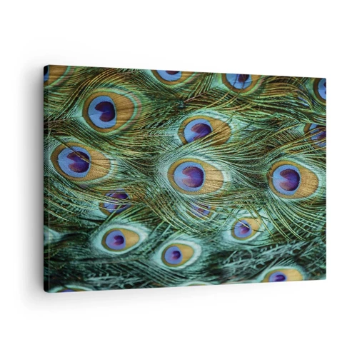 Impression sur toile - Image sur toile - Un regard de paon - 70x50 cm