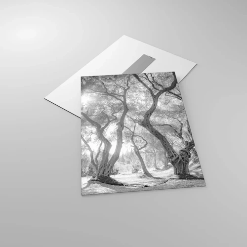 Impression sur verre - Image sur verre - Dans l'oliveraie - 50x70 cm