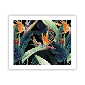 Affiche - Poster - Fleurs flamboyantes des tropiques - 50x40 cm