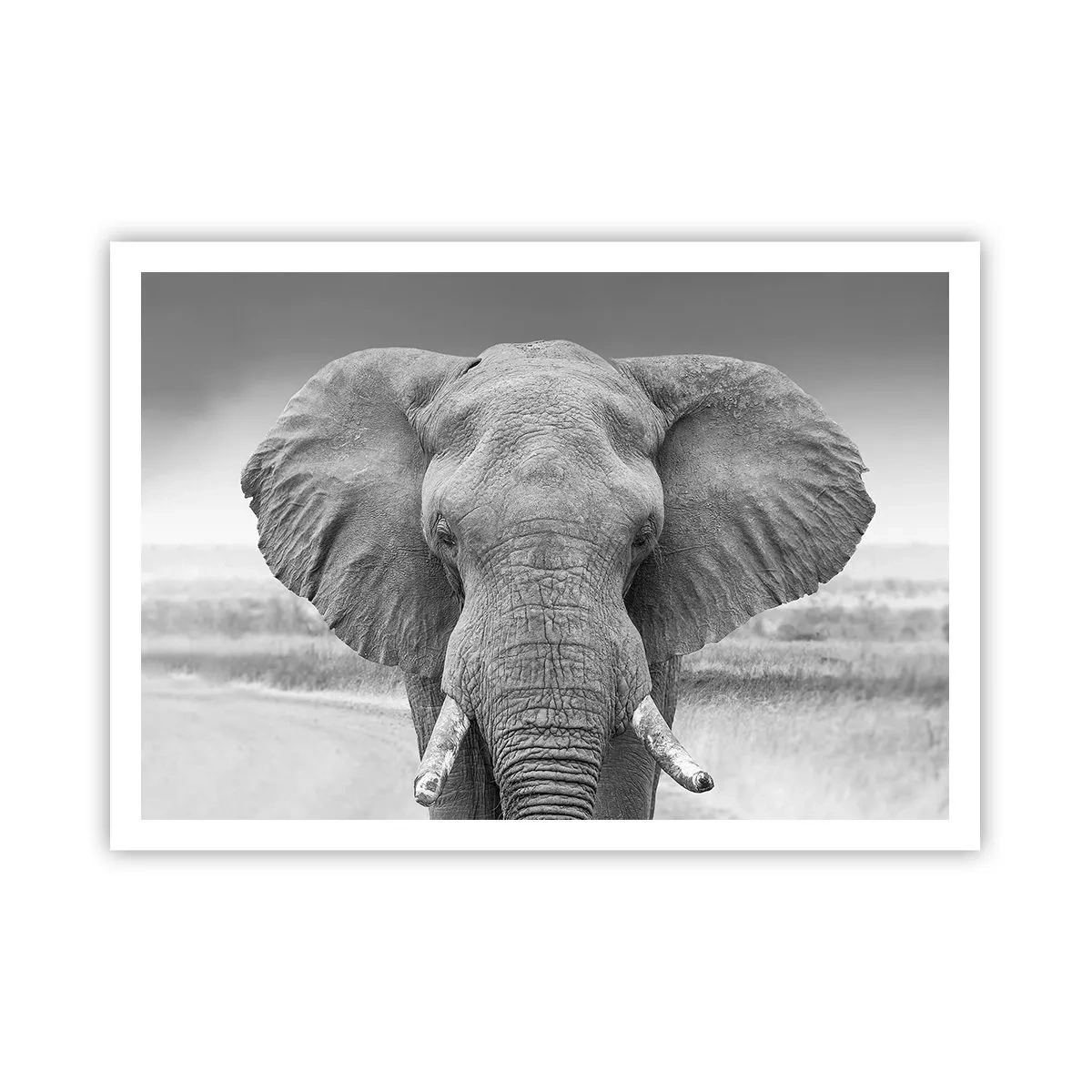 Affiche - Poster - Portrait d'un éléphant en noir et blanc - 100x70cm - Bienvenue dans mon monde - Décoration murale moderne pour le salon et la chambre ARTTOR