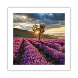 Affiche - Poster - Arôme de couleur lilas - 40x40 cm