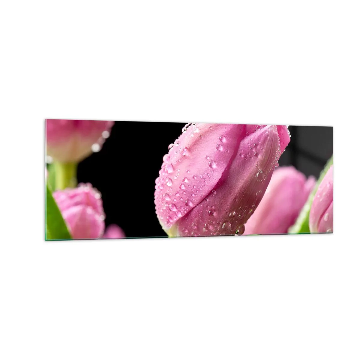 Impression sur verre - Image sur verre - Tulipe rose avec des gouttes d'eau sur fond noir - 140x50cm - Rêve de lilas dans la rosée - Décoration murale moderne pour le salon et la chambre ARTTOR