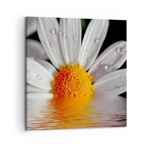 Impression sur toile - Image sur toile - Le soleil levant des marguerites - 60x60 cm