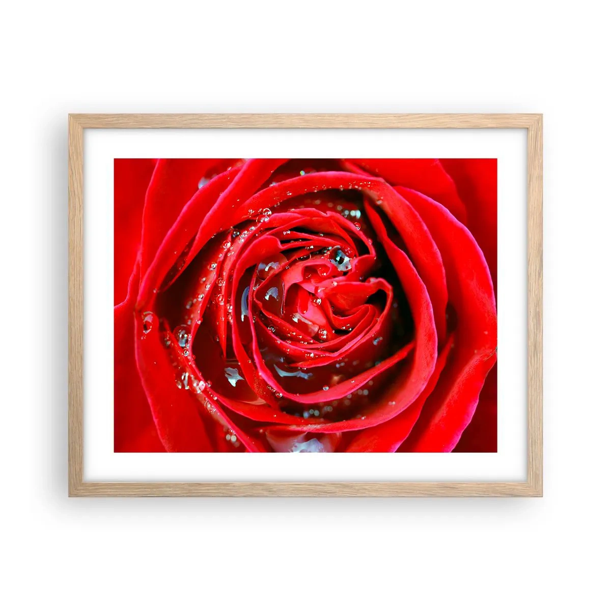 Affiche dans un chêne clair - Poster - Dans les gouttes de rosée - 50x40 cm