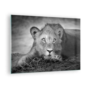 Impression sur verre - Image sur verre - Un lionceau en noir et blanc regardant la caméra - 70x50cm - Chiot royal - Décoration murale moderne pour le salon et la chambre ARTTOR