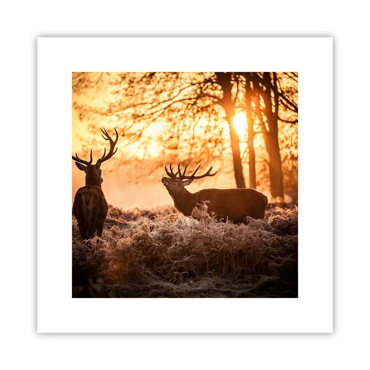 Affiche - Poster - Le rêve d'un chasseur - 30x30 cm