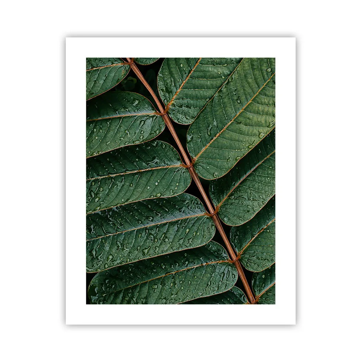 Affiche - Poster - Au rythme de la verdure - 40x50 cm