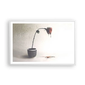Affiche dans un cadre blanc - Poster - Rosa dolorosa - 91x61 cm
