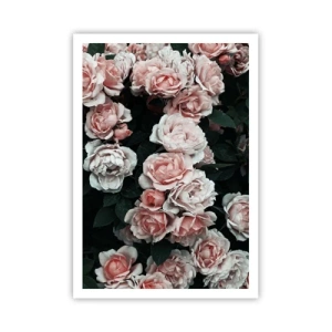 Affiche - Poster - Ensemble de rose - 70x100 cm
