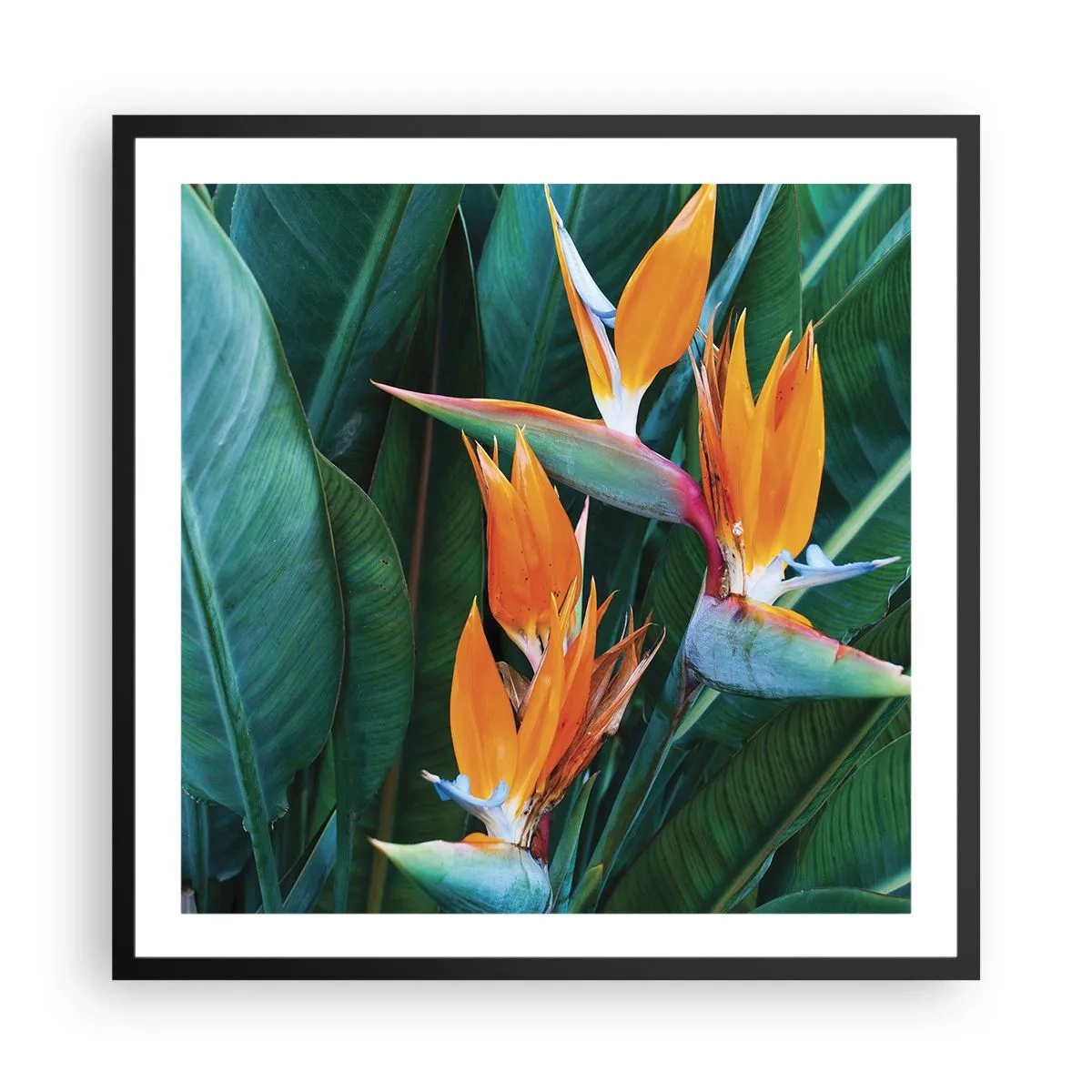 Affiche dans un cadre noir - Poster - Est-ce une fleur, est-ce un oiseaux? - 60x60 cm