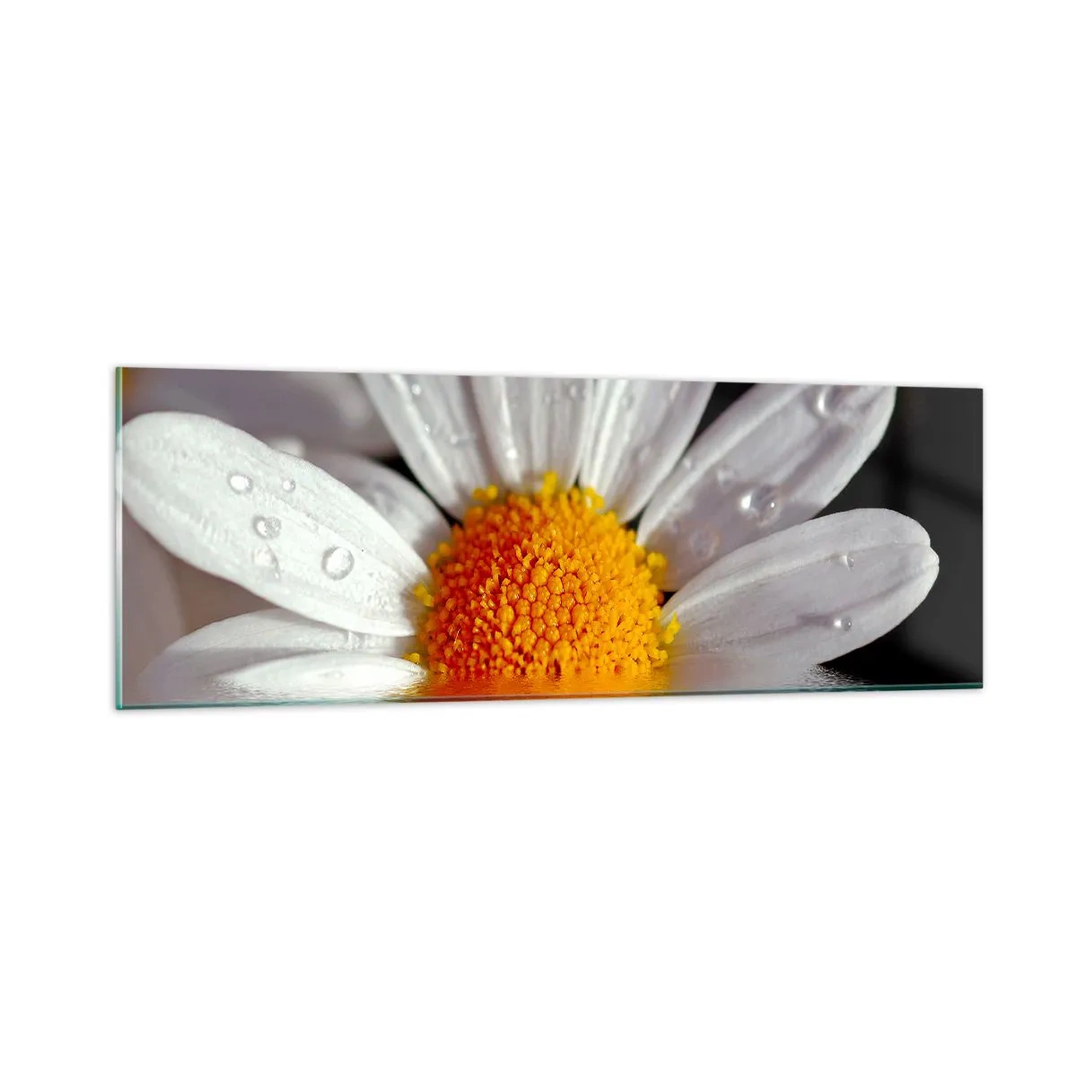 Impression sur verre - Image sur verre - Le soleil levant des marguerites - 90x30 cm
