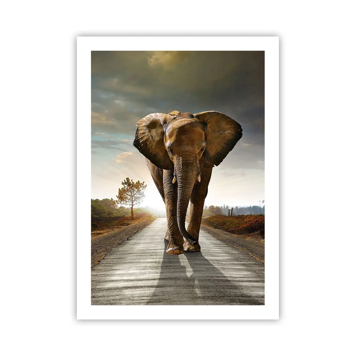 Affiche - Poster - Un éléphant marchant le long de la route au coucher du soleil - 50x70cm - Et pas du tout en porcelaine - Décoration murale moderne pour le salon et la chambre ARTTOR